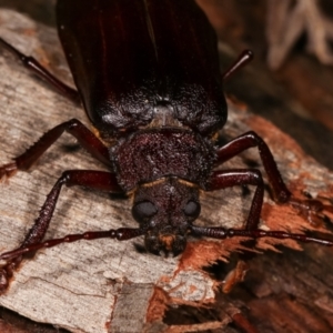 Cnemoplites edulis at Paddys River, ACT - 12 Mar 2021