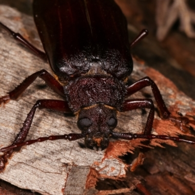 Cnemoplites edulis (Longhorn or Longicorn beetle) at Tidbinbilla Nature Reserve - 12 Mar 2021 by kasiaaus