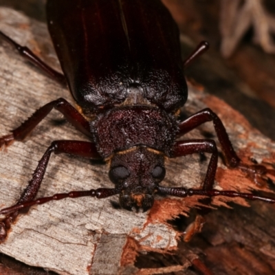 Cnemoplites edulis (Longhorn or Longicorn beetle) at Paddys River, ACT - 12 Mar 2021 by kasiaaus