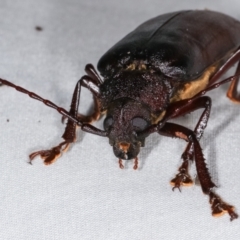 Cnemoplites edulis at Paddys River, ACT - 12 Mar 2021