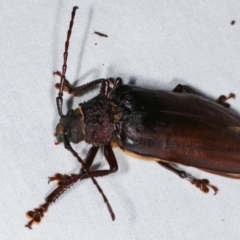 Cnemoplites edulis at Paddys River, ACT - 12 Mar 2021