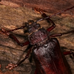 Cnemoplites edulis at Paddys River, ACT - 12 Mar 2021