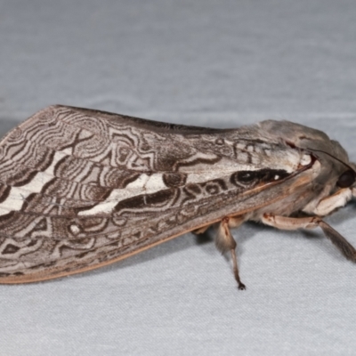 Abantiades labyrinthicus (Labyrinthine Ghost Moth) at Tidbinbilla Nature Reserve - 12 Mar 2021 by kasiaaus