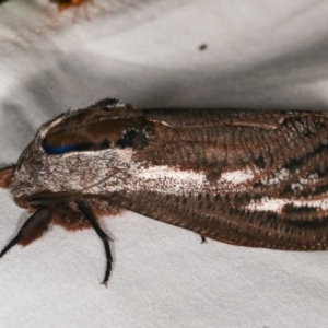 Endoxyla encalypti at Paddys River, ACT - 12 Mar 2021 11:00 PM