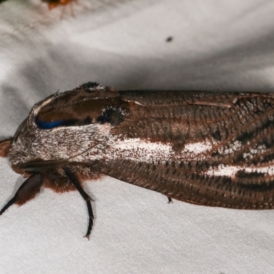 Endoxyla encalypti (Wattle Goat Moth) at Tidbinbilla Nature Reserve - 12 Mar 2021 by kasiaaus