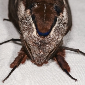 Endoxyla encalypti at Paddys River, ACT - 12 Mar 2021