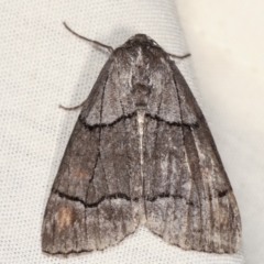 Stibaroma melanotoxa (Grey-caped Line-moth) at Paddys River, ACT - 12 Mar 2021 by kasiaaus