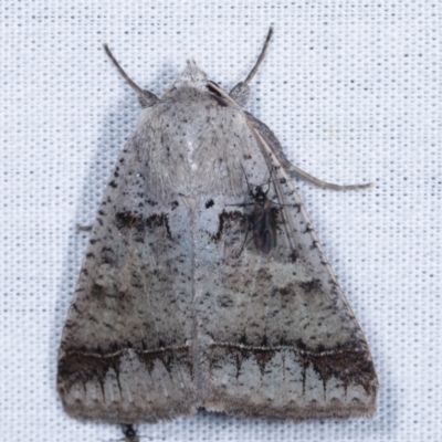 Pantydia sparsa (Noctuid Moth) at Tidbinbilla Nature Reserve - 12 Mar 2021 by kasiaaus