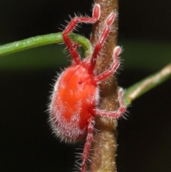 Trombidiidae sp. (family) (Red velvet mite) at Acton, ACT - 14 Mar 2021 by TimL