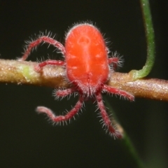 Trombidiidae (family) at Acton, ACT - 14 Mar 2021