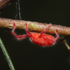 Trombidiidae (family) at Acton, ACT - 14 Mar 2021