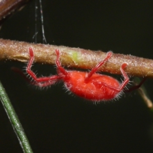 Trombidiidae (family) at Acton, ACT - 14 Mar 2021