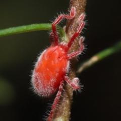 Trombidiidae (family) at Acton, ACT - 14 Mar 2021