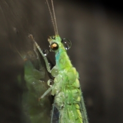 Chrysopidae (family) (Unidentified Green lacewing) at ANBG - 14 Mar 2021 by TimL