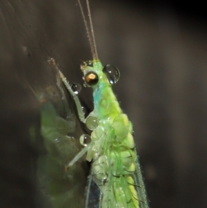 Chrysopidae (family) at Downer, ACT - 14 Mar 2021