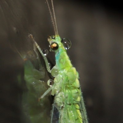 Chrysopidae (family) (Unidentified Green lacewing) at ANBG - 14 Mar 2021 by TimL