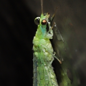 Chrysopidae (family) at Downer, ACT - 14 Mar 2021