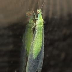 Chrysopidae (family) at Downer, ACT - 14 Mar 2021 11:43 AM