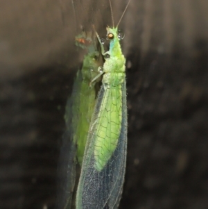 Chrysopidae (family) at Downer, ACT - 14 Mar 2021 11:43 AM