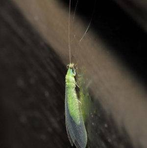 Chrysopidae (family) at Downer, ACT - 14 Mar 2021 11:43 AM