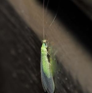 Chrysopidae (family) at Downer, ACT - 14 Mar 2021