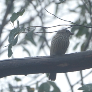 Pachycephala rufiventris at Stromlo, ACT - 30 Jan 2021