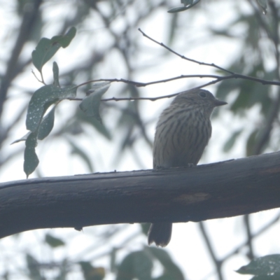 Pachycephala rufiventris (Rufous Whistler) at Stromlo, ACT - 30 Jan 2021 by Rob1e8