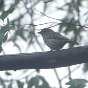 Pachycephala rufiventris at Stromlo, ACT - 30 Jan 2021