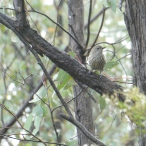 Pachycephala rufiventris at Stromlo, ACT - 30 Jan 2021