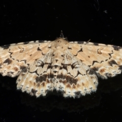 Sandava scitisignata (A noctuid moth) at Ainslie, ACT - 16 Mar 2021 by jbromilow50