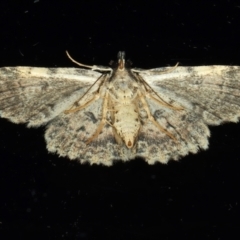 Sandava scitisignata at Ainslie, ACT - 16 Mar 2021