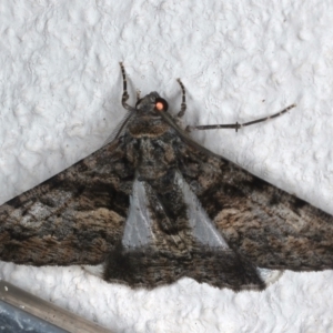 Gastrinodes argoplaca at Ainslie, ACT - 15 Mar 2021