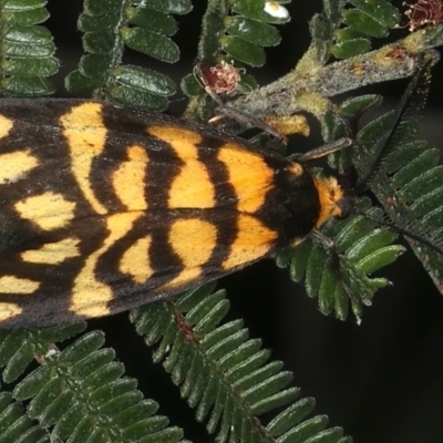 Asura lydia (Lydia Lichen Moth) at Mount Ainslie - 16 Mar 2021 by jb2602