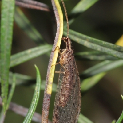 Stenosmylus tenuis (Osmylid lacewing) at Acton, ACT - 14 Mar 2021 by TimL