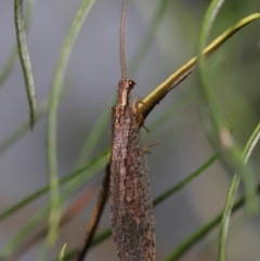 Stenosmylus tenuis at Acton, ACT - 14 Mar 2021 12:30 PM