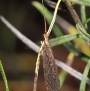 Stenosmylus tenuis at Acton, ACT - 14 Mar 2021 12:30 PM