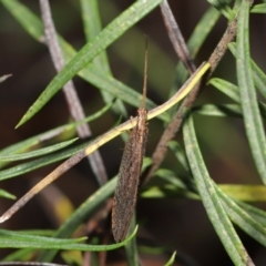 Stenosmylus tenuis at Acton, ACT - 14 Mar 2021 12:30 PM