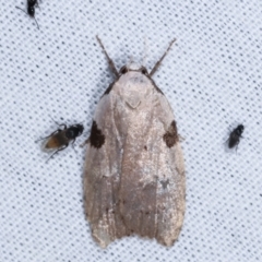 Zonopetala quadripustulella (A Concealer moth (Wingia Group)) at Paddys River, ACT - 12 Mar 2021 by kasiaaus