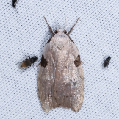 Zonopetala quadripustulella (A Concealer moth (Wingia Group)) at Tidbinbilla Nature Reserve - 12 Mar 2021 by kasiaaus