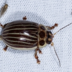 Paropsisterna lignea (Lignea leaf beetle) at Paddys River, ACT - 12 Mar 2021 by kasiaaus