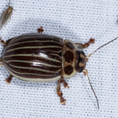 Paropsisterna lignea (Lignea leaf beetle) at Tidbinbilla Nature Reserve - 12 Mar 2021 by kasiaaus