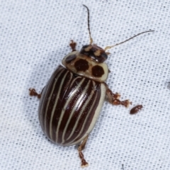 Paropsisterna lignea at Paddys River, ACT - 12 Mar 2021