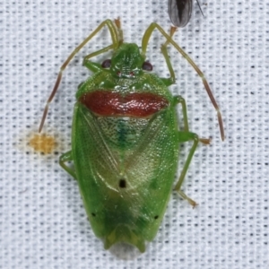 Acanthosomatidae (family) at Paddys River, ACT - 12 Mar 2021 11:16 PM