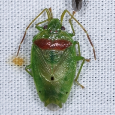 Acanthosomatidae (family) (Unidentified Acanthosomatid shield bug) at Tidbinbilla Nature Reserve - 12 Mar 2021 by kasiaaus