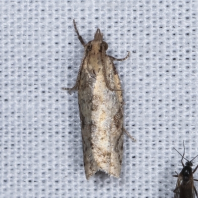 Euphona euphona (A Tortricid moth (Epitymbiini) at Paddys River, ACT - 12 Mar 2021 by kasiaaus