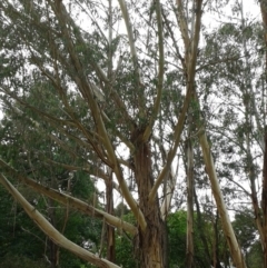 Eucalyptus viminalis at - 5 Feb 2018 by Margot