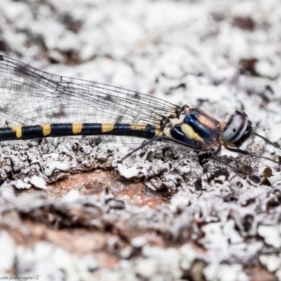 Cordulephya pygmaea (Common Shutwing) at Woodstock Nature Reserve - 18 Mar 2021 by Roger