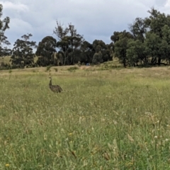 Dromaius novaehollandiae (Emu) at Wingecarribee Local Government Area - 17 Mar 2021 by Margot