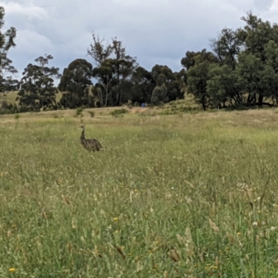 Dromaius novaehollandiae (Emu) at Canyonleigh - 17 Mar 2021 by Margot