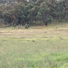 Dromaius novaehollandiae at Canyonleigh - 17 Mar 2021